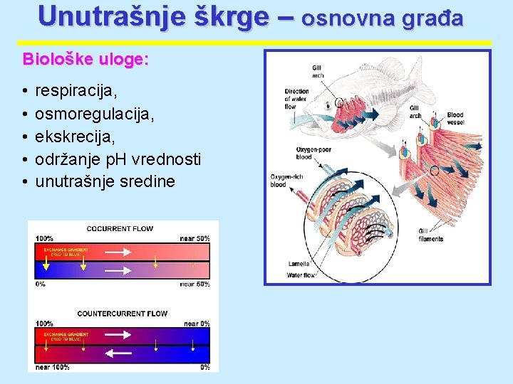 Unutrašnje škrge – osnovna građa Biološke uloge: • • • respiracija, osmoregulacija, ekskrecija, održanje