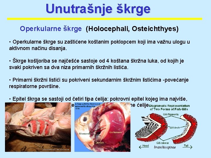 Unutrašnje škrge Operkularne škrge (Holocephali, Osteichthyes) • Operkularne škrge su zaštićene koštanim poklopcem koji