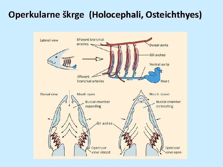 Operkularne škrge (Holocephali, Osteichthyes) 