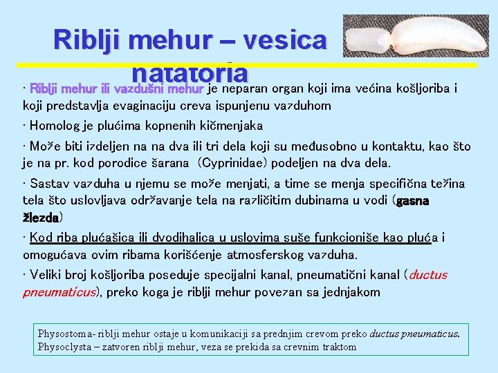 Riblji mehur – vesica natatoria • Riblji mehur ili vazdušni mehur je neparan organ