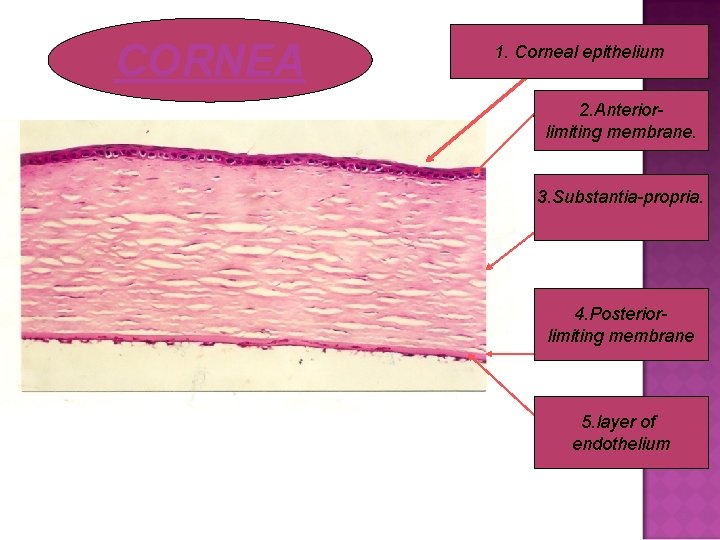 CORNEA 1. Corneal epithelium 1 2 2. Anteriorlimiting membrane. 3. Substantia-propria. 4. Posteriorlimiting membrane
