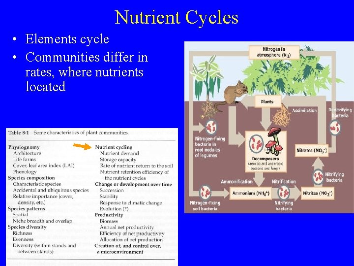 Nutrient Cycles • Elements cycle • Communities differ in rates, where nutrients located 