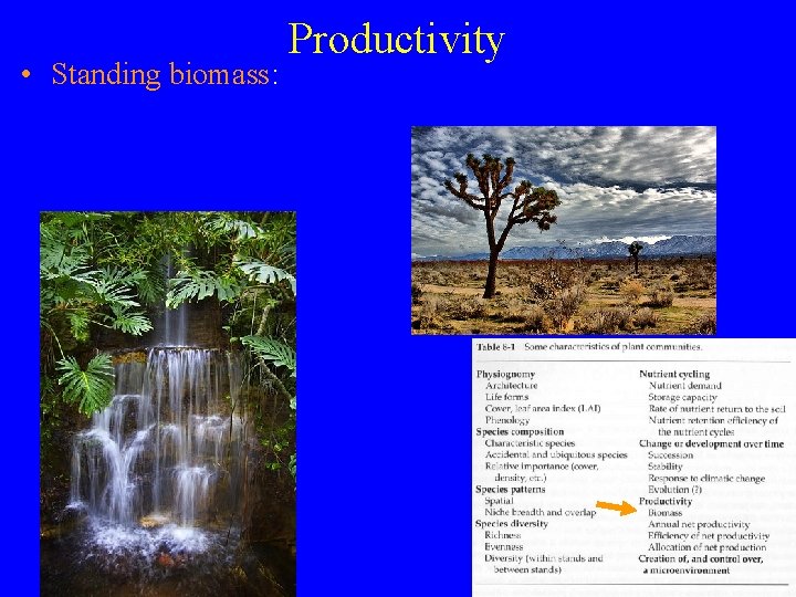  • Standing biomass: Productivity 