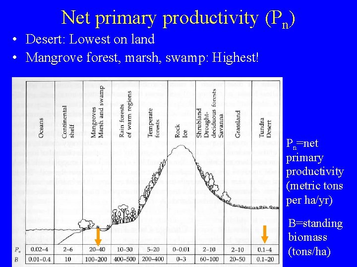 Net primary productivity (Pn) • Desert: Lowest on land • Mangrove forest, marsh, swamp: