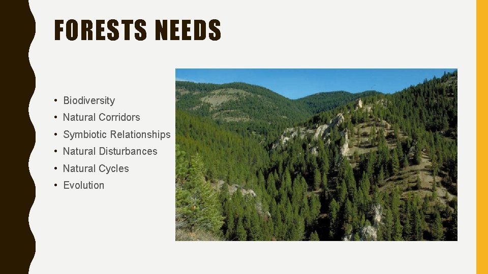 FORESTS NEEDS • Biodiversity • Natural Corridors • Symbiotic Relationships • Natural Disturbances •