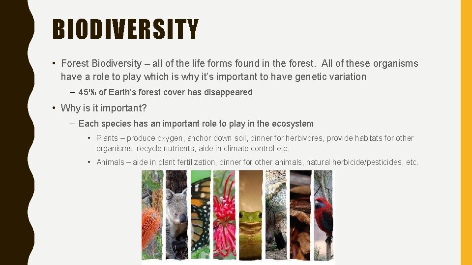 BIODIVERSITY • Forest Biodiversity – all of the life forms found in the forest.