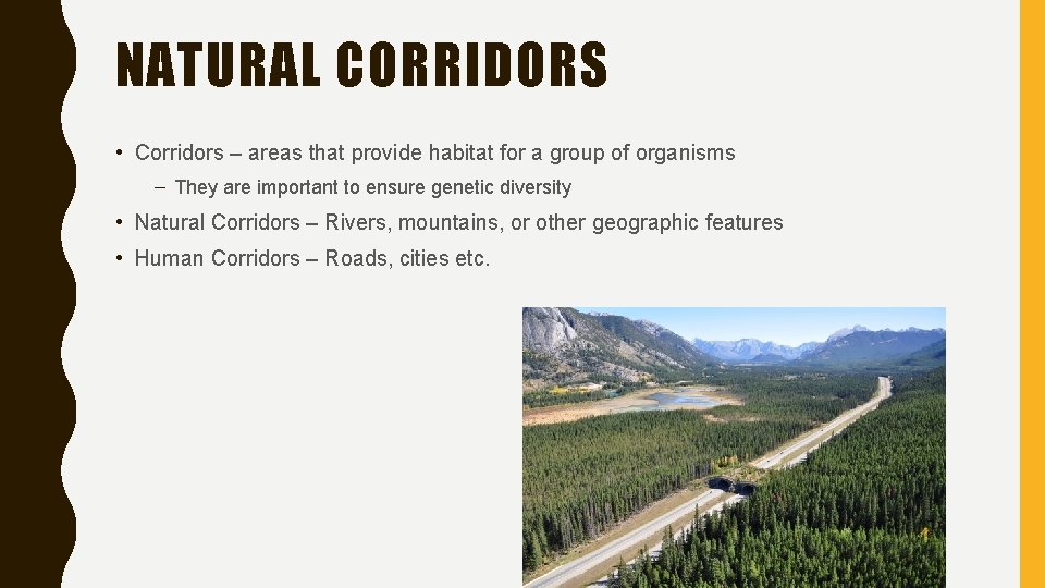 NATURAL CORRIDORS • Corridors – areas that provide habitat for a group of organisms