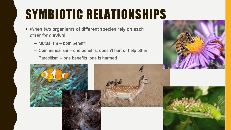 SYMBIOTIC RELATIONSHIPS • When two organisms of different species rely on each other for