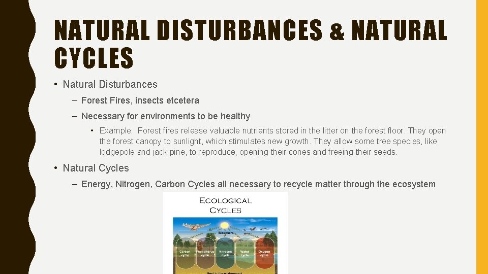 NATURAL DISTURBANCES & NATURAL CYCLES • Natural Disturbances – Forest Fires, insects etcetera –