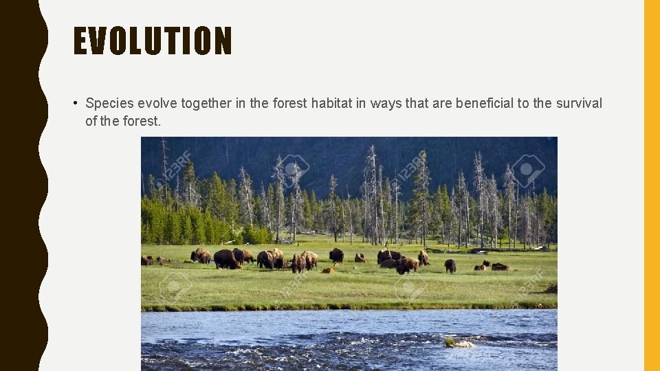 EVOLUTION • Species evolve together in the forest habitat in ways that are beneficial