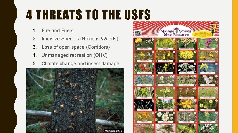 4 THREATS TO THE USFS 1. Fire and Fuels 2. Invasive Species (Noxious Weeds)
