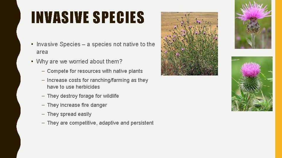 INVASIVE SPECIES • Invasive Species – a species not native to the area •