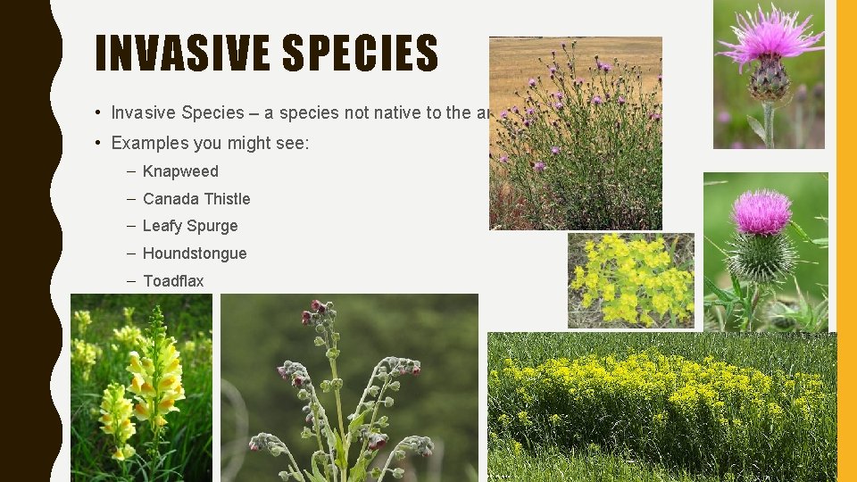 INVASIVE SPECIES • Invasive Species – a species not native to the area •