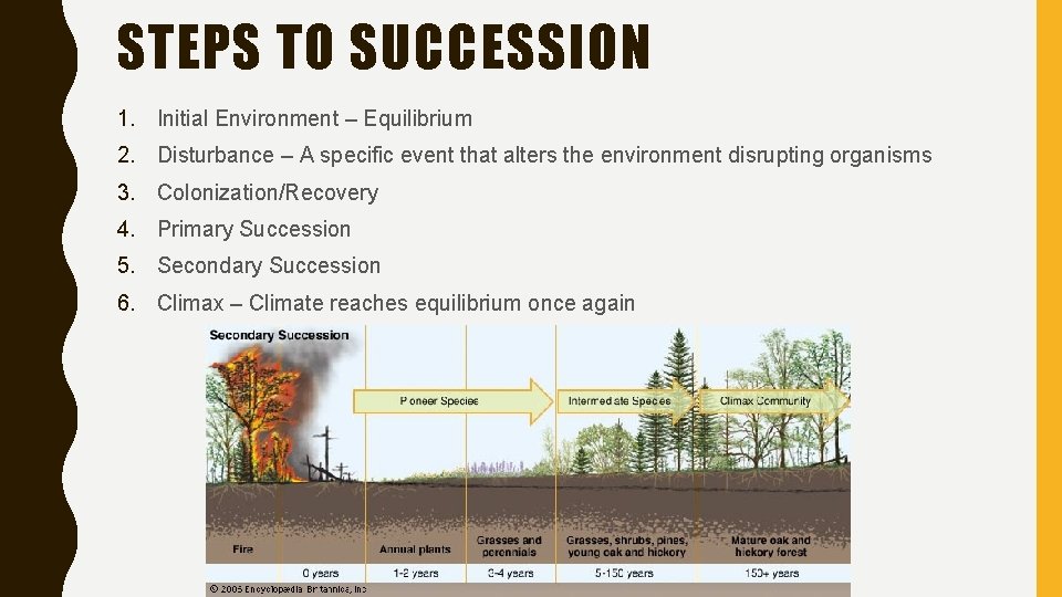 STEPS TO SUCCESSION 1. Initial Environment – Equilibrium 2. Disturbance – A specific event