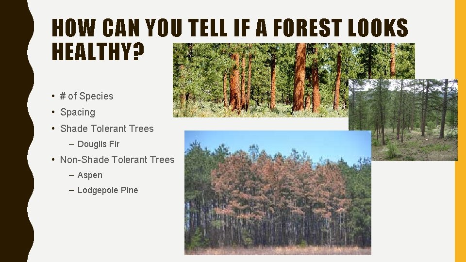 HOW CAN YOU TELL IF A FOREST LOOKS HEALTHY? • # of Species •