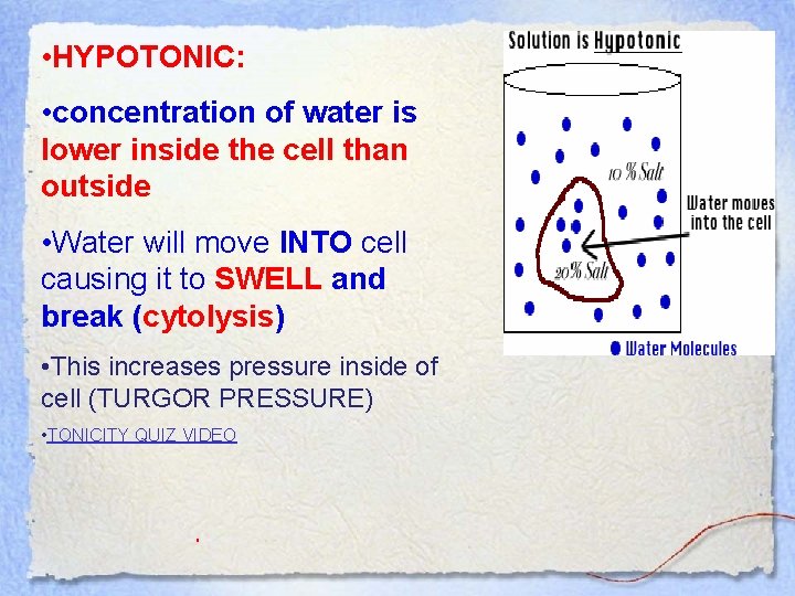  • HYPOTONIC: • concentration of water is lower inside the cell than outside