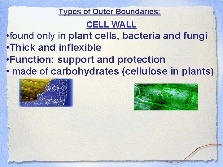 Types of Outer Boundaries: CELL WALL • found only in plant cells, bacteria and