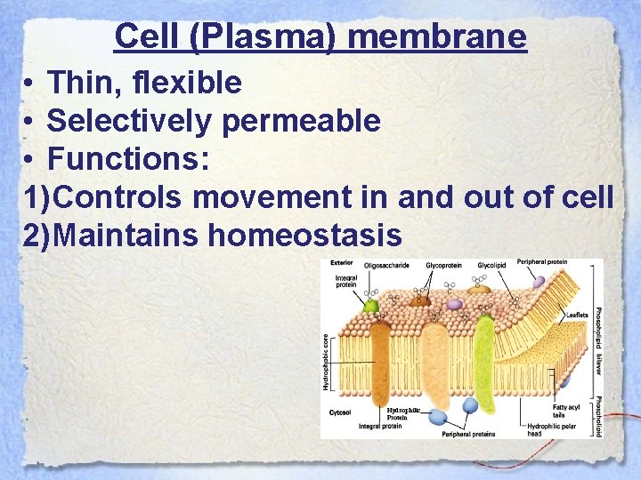 Cell (Plasma) membrane • Thin, flexible • Selectively permeable • Functions: 1)Controls movement in