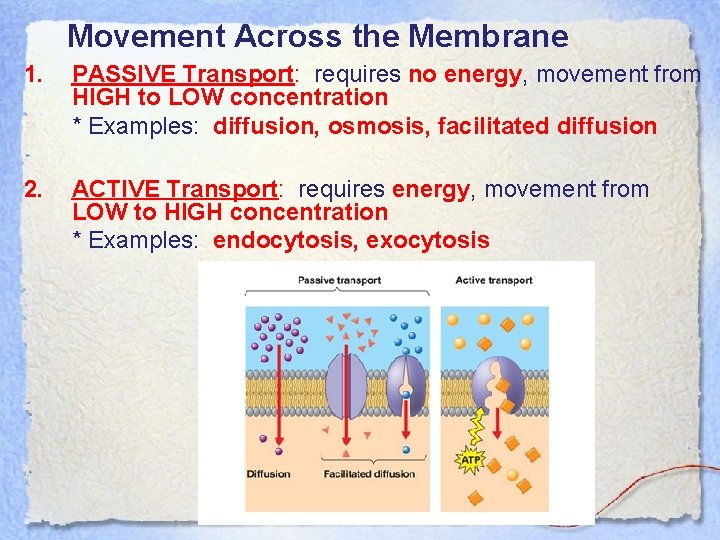 Movement Across the Membrane 1. PASSIVE Transport: requires no energy, movement from HIGH to