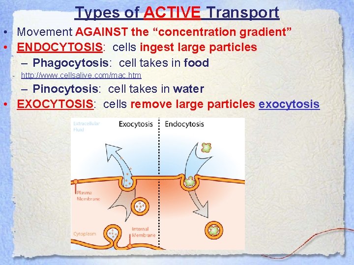 Types of ACTIVE Transport • Movement AGAINST the “concentration gradient” • ENDOCYTOSIS: cells ingest