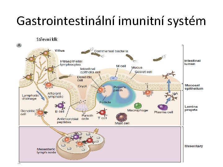 Gastrointestinální imunitní systém Střevní klk 