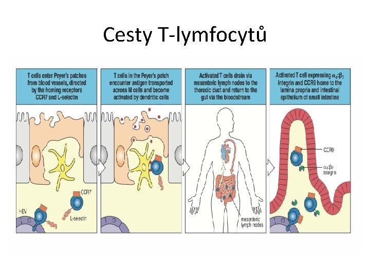 Cesty T-lymfocytů 