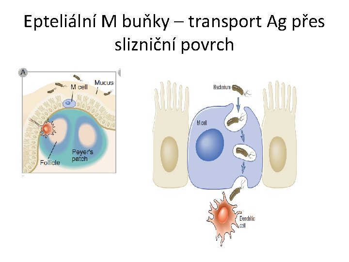 Epteliální M buňky – transport Ag přes slizniční povrch 