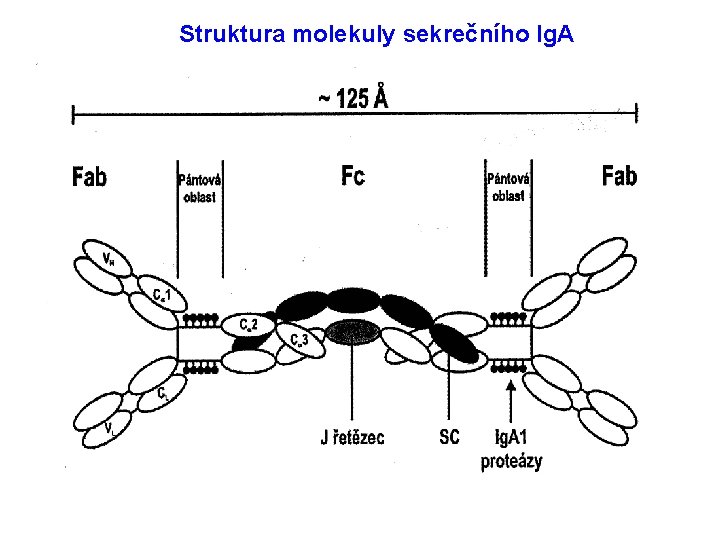 Struktura molekuly sekrečního Ig. A 