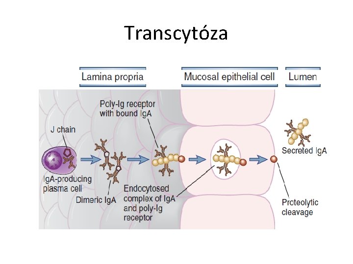 Transcytóza 