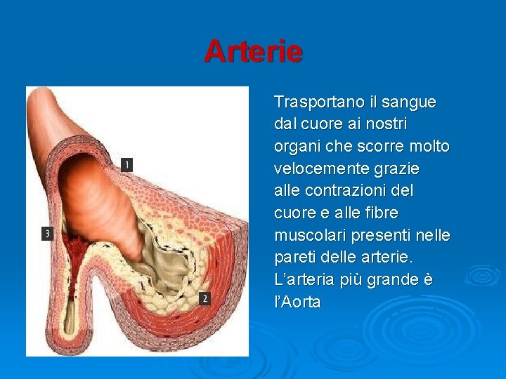 Arterie Trasportano il sangue dal cuore ai nostri organi che scorre molto velocemente grazie