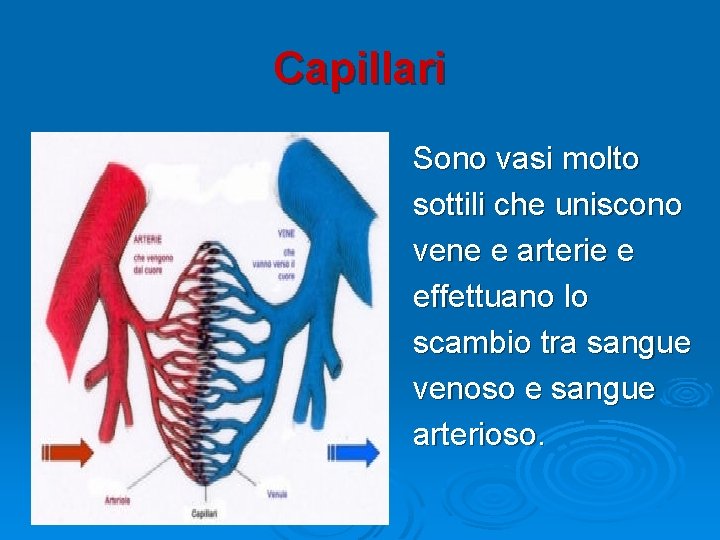 Capillari Sono vasi molto sottili che uniscono vene e arterie e effettuano lo scambio