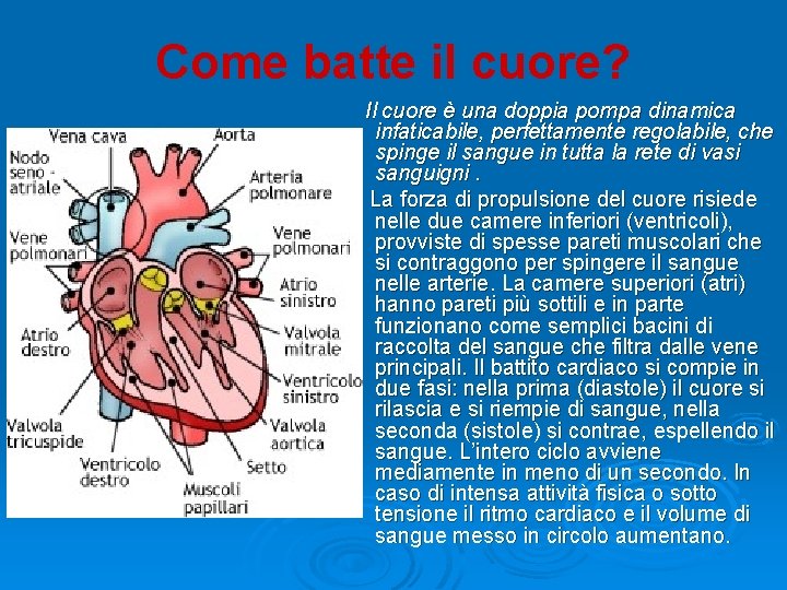 Come batte il cuore? Il cuore è una doppia pompa dinamica infaticabile, perfettamente regolabile,