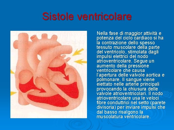 Sistole ventricolare Nella fase di maggior attività e potenza del ciclo cardiaco si ha