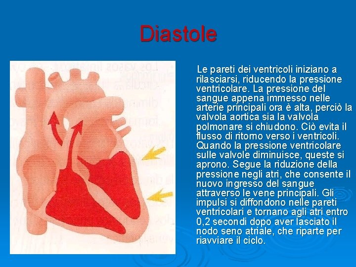 Diastole Le pareti dei ventricoli iniziano a rilasciarsi, riducendo la pressione ventricolare. La pressione