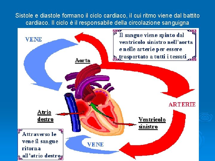 Sistole e diastole formano il ciclo cardiaco, il cui ritmo viene dal battito cardiaco.