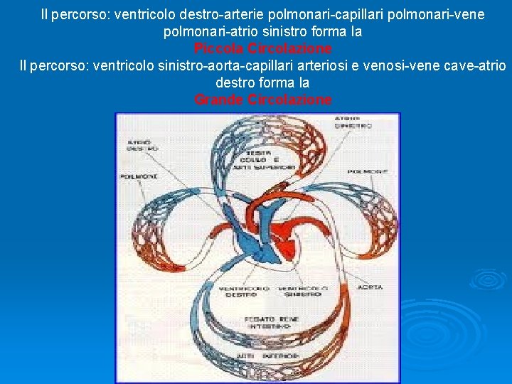 Il percorso: ventricolo destro-arterie polmonari-capillari polmonari-vene polmonari-atrio sinistro forma la Piccola Circolazione Il percorso: