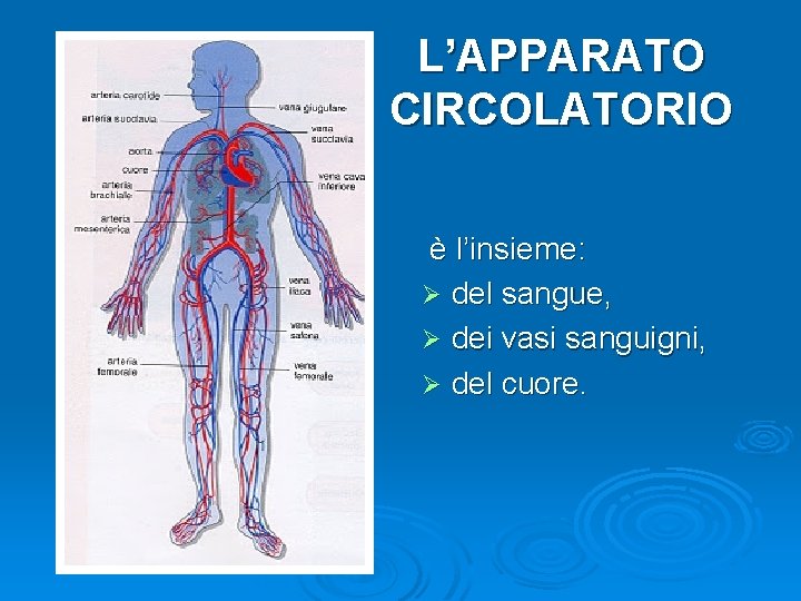 L’APPARATO CIRCOLATORIO è l’insieme: Ø del sangue, Ø dei vasi sanguigni, Ø del cuore.