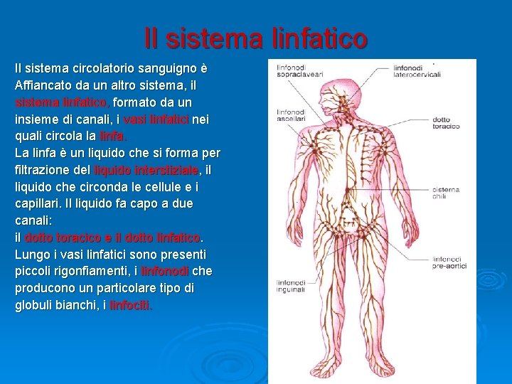 Il sistema linfatico Il sistema circolatorio sanguigno è Affiancato da un altro sistema, il