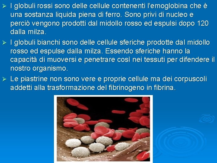 I globuli rossi sono delle cellule contenenti l’emoglobina che è una sostanza liquida piena