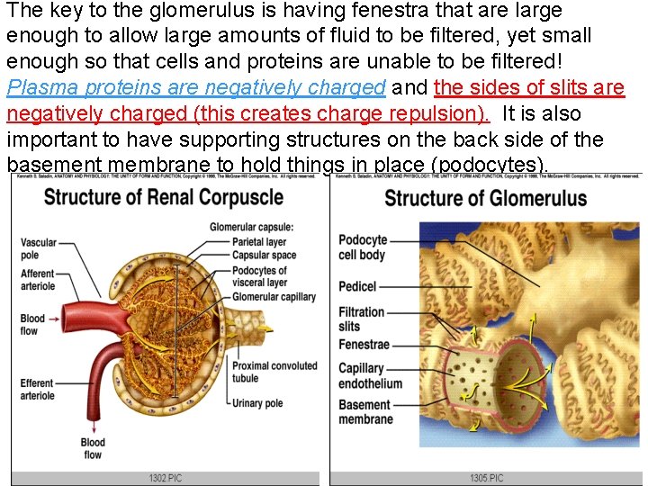 The key to the glomerulus is having fenestra that are large enough to allow The key to the glomerulus is having fenestra that are large enough to allow
