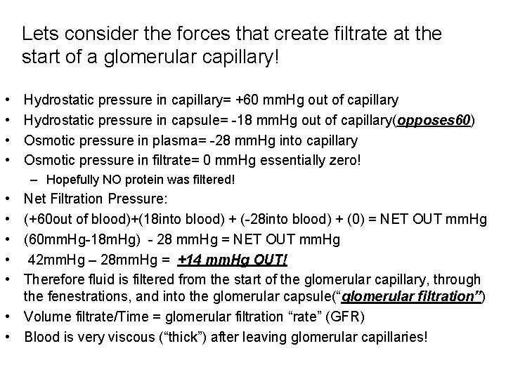 Lets consider the forces that create filtrate at the start of a glomerular capillary! Lets consider the forces that create filtrate at the start of a glomerular capillary!