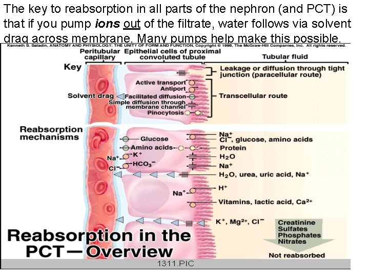 The key to reabsorption in all parts of the nephron (and PCT) is that The key to reabsorption in all parts of the nephron (and PCT) is that