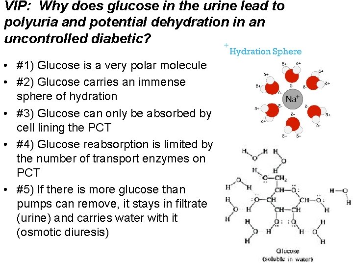 VIP: Why does glucose in the urine lead to polyuria and potential dehydration in VIP: Why does glucose in the urine lead to polyuria and potential dehydration in