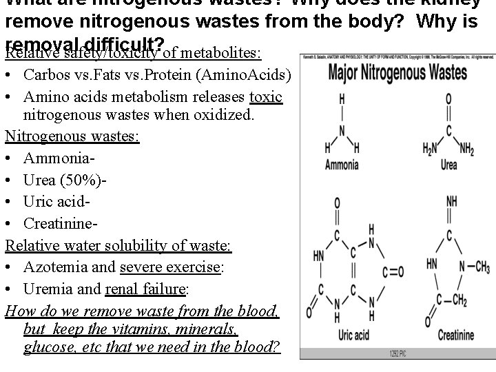 What are nitrogenous wastes? Why does the kidney remove nitrogenous wastes from the body? What are nitrogenous wastes? Why does the kidney remove nitrogenous wastes from the body?