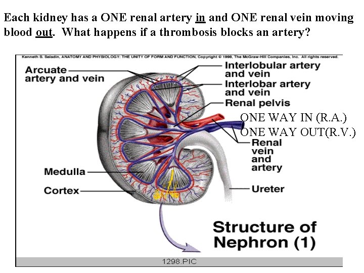 Each kidney has a ONE renal artery in and ONE renal vein moving blood Each kidney has a ONE renal artery in and ONE renal vein moving blood