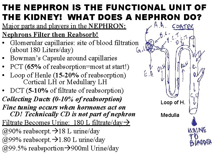 THE NEPHRON IS THE FUNCTIONAL UNIT OF THE KIDNEY! WHAT DOES A NEPHRON DO? THE NEPHRON IS THE FUNCTIONAL UNIT OF THE KIDNEY! WHAT DOES A NEPHRON DO?