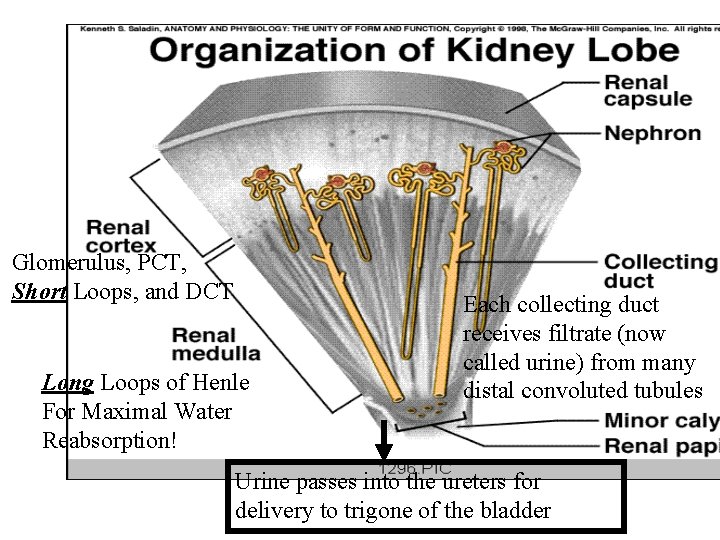 Glomerulus, PCT, Short Loops, and DCT Long Loops of Henle For Maximal Water Reabsorption! Glomerulus, PCT, Short Loops, and DCT Long Loops of Henle For Maximal Water Reabsorption!