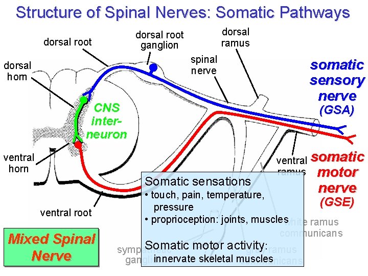 Structure of Spinal Nerves: Somatic Pathways dorsal ramus dorsal root ganglion dorsal root spinal