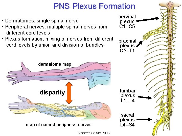 PNS Plexus Formation • Dermatomes: single spinal nerve • Peripheral nerves: multiple spinal nerves