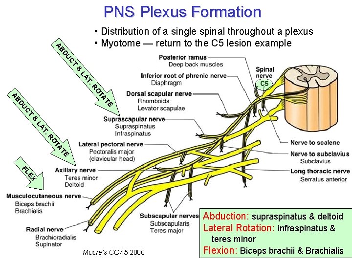 PNS Plexus Formation T C DU AB • Distribution of a single spinal throughout